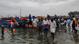 Sardine loads are falling in Vadakara