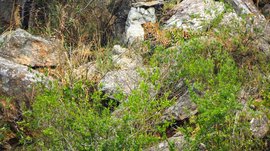 जयाम्माला बिबट्या दिसला तेव्हा