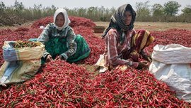 ন্যায্য মূল্যের অপেক্ষা গুন্টুরে