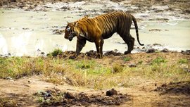 Close encounters with the Prince of Bandipur