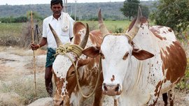 ଦୁର୍ବଳ ଜାତିକୁ ବଞ୍ଚାଇ ରଖିଛନ୍ତି ଦୁର୍ବଳ ଗୋ-ଜାତି