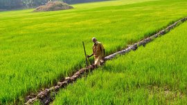केरळमध्ये पुन्हा बहरली भातशेती