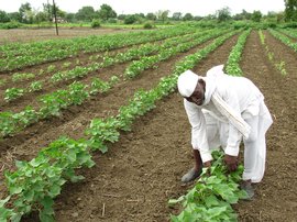 Cotton: from cash crop to crash crop