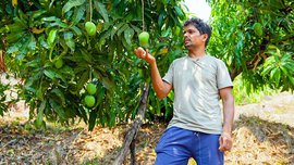 ಮುಗಿಯುತ್ತಿದೆ ಆಲ್ಫನ್ಸೋ ಮಾವಿನ ಆಡಳಿತ