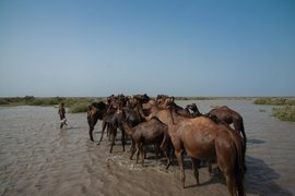 ‘इन खराई ऊंटों को समंदर की ज़रूरत है’