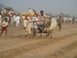 A day at the races