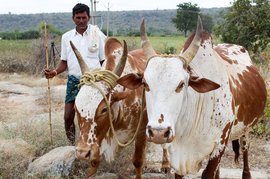 हाशिए के समुदायों का सहारा हैं ये मवेशी