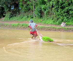 Woman paddy farmer sliding portions of seedbed to the transplanter