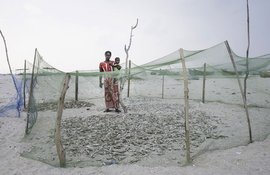 Broken bow: Dhanushkodi's forgotten people